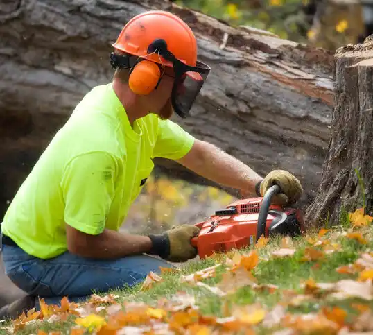 tree services Sunland Park